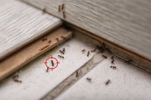 Pest Prevention Services in Bronson, MI